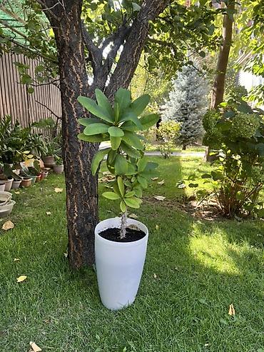 Продаю 2 растения Эуфорбия Миля (Euphorbia milii) в горшках at lalafo.kg — 2 Продаю 2 растения Эуфорбия Миля (Euphorbia milii) в горшках — 2