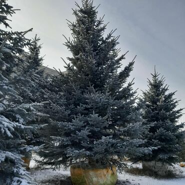 Ёлки: Продаю Голубые Ели Оптом и в розницу Ели Тянь Шаньевские от 3500 с — 9