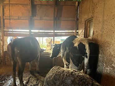 Коровы, быки: Продаю | Корова (самка) | Голштин, Аулиекольская | На забой, Для разведения | Племенные, Нетель — 2