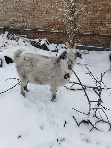 Козы, козлы: Продаю | Коза (самка), Козлёнок | Для разведения, Для молока | Котные — 1