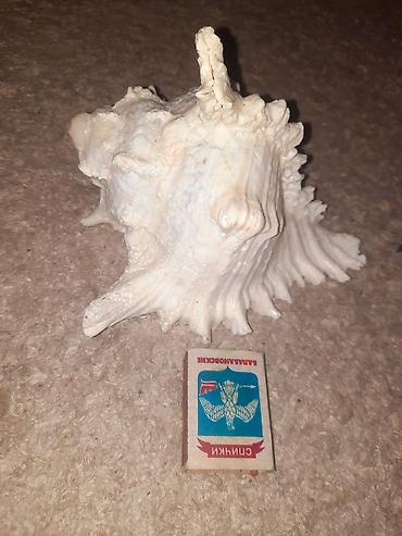 Рыбы: Продам растения и гроты для аквариума в хорошем состоянии,цена указана — 4