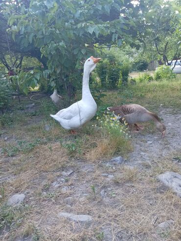 dovşan satışı: Dişi, | Linda, Damazlıq lalafo.az -da dovşan satışı: Dişi, | Linda, Damazlıq