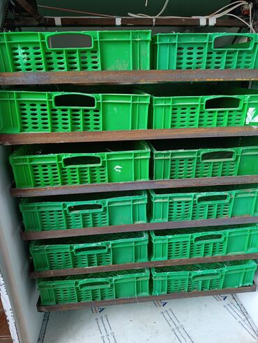 bakida inkubator satis merkezi: Slaam tam.yeni inqubatur satlir 1500 yumurtatutur isdeyen zen gelesin
