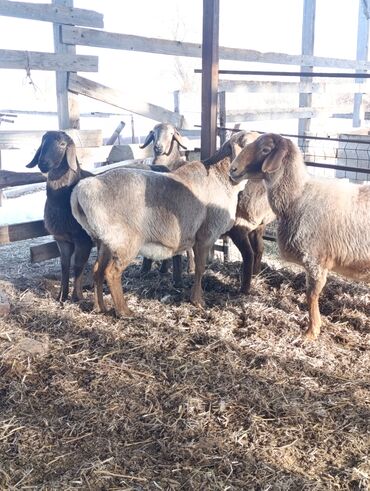 Бараны, овцы: Продаю | Овца (самка) — 7
