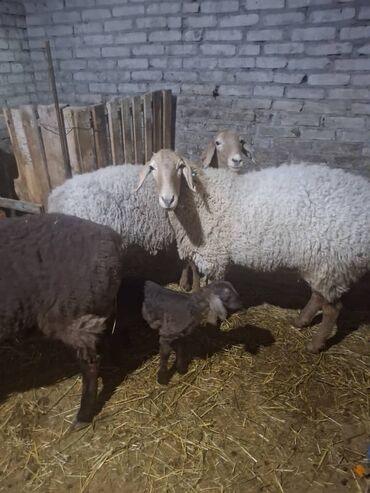 скоттиш фолд шотландская вислоухая кошка: Сатам | Ургаачы кой (ургаачы) | Аргын | Көбөйтүү үчүн | Ургаачы