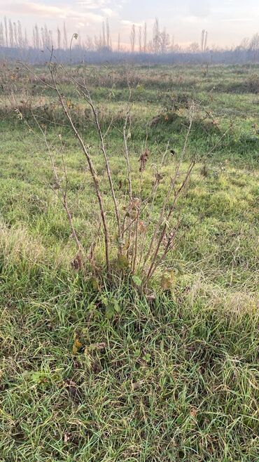 Torpaq sahələrinin satışı: Kənd təsərrüfatı — 13