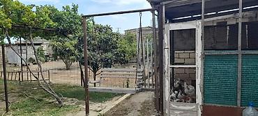 qaxda satilan evler: Həyətyanı torpaq sahəsi və quşçuluq üçün hazır infrastruktur - Geniş — 7