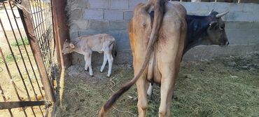 продажа домашних животных: Сатам | Уй (ургаачы), Кунаажын, Музоо | Швиц | Көбөйтүү үчүн, Сүт алуу үчүн | Асыл тукумдуу, Музоологондон кийин, Жасалма уруктандырылган