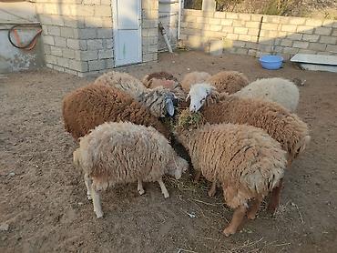 Quzu: Erkey qoyunlar 8 eded hamsi erkeydi — 13