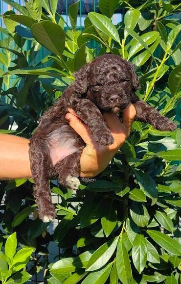 Psi: Lagotto Romagnolo štenci Odgajivačnica "Bellgotto" 7522 sa — 14