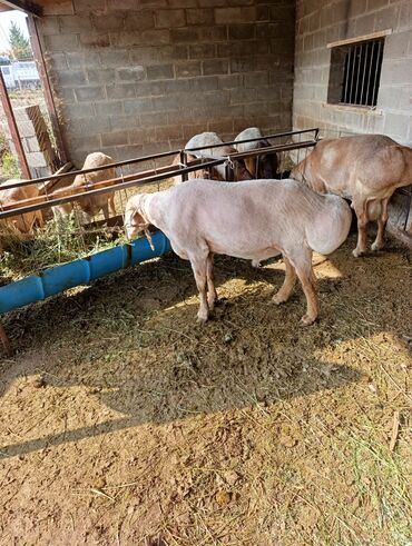 стерилизовать кошку: Продаю | Баран (самец) | На забой