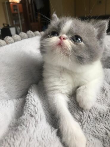 Pişiklər: Şotland yastı qulaq, Erkək, Dişi, Yaxşı əllərə, Ünvandan götürmə, Pulsuz çatdırılma, Ödənişli çatdırılma — 109