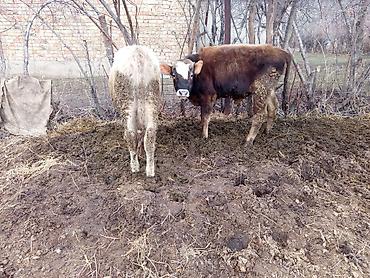 Коровы, быки: Продаю | Бык (самец), Музоо, торпок | Полукровка | На откорм | Привязанные — 4