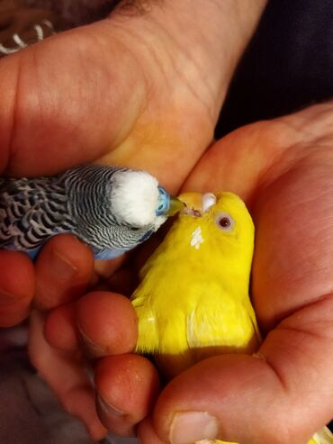 Tutuquşları: Məhəbbət quşları satilir cüt əl quslari bala verməyə meili təcili — 4