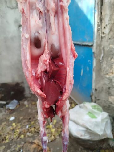 Ət: Dovşan eti halal kesilmiş halal ceki 1 ededi gelir 1k.800q. 1k.500q -da lalafo.az — 35 Ət: Dovşan eti halal kesilmiş halal ceki 1 ededi gelir 1k.800q. 1k.500q — 35
