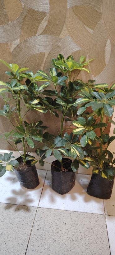 купить комнатные растения: Bitkilər: Şeflera 6-7 azn(Schefflera arboricola) – variegatlı forması