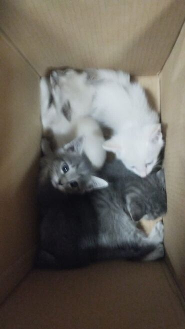 кошка с разными глазами: 2 айлык, Ургаачы, Лотокко барууга үйрөтүлгөн, Курттардан тазаланган
