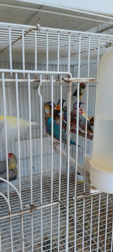 bulbul quşu satışı: Amadin qulda cavan cute hazir quslar 250 azn bala veren cutler 300 azn — 1
