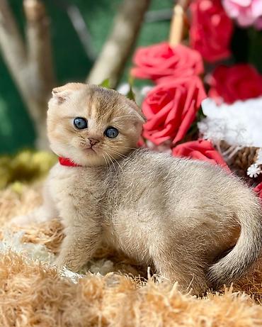 Pişiklər: Şotland — 2