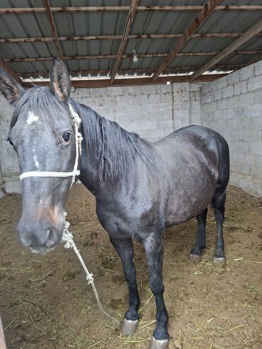 щенок далматинца купить: Сатам | Бээ (ургаачы), Жылкы (эркек), Байтал | Союуга, Көбөйтүү үчүн | Асыл тукумдуу