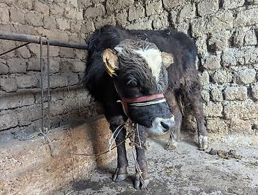 Коровы, быки: Продаю | Бык (самец) | На откорм | Привязанные — 5