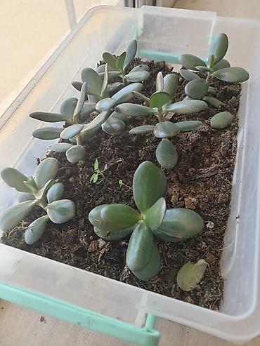 yasemen agaci: Succulent “Pul ağacı” (Crassula ovata) şitilləri - Növ: Crassula — 2