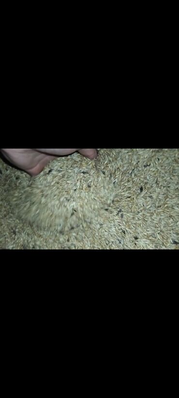 torf satışı: Arpa satılır 75 ton var. Hazır kisələrə yığılıb. Qiymət 0.45 qəpik