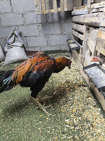 Куры, петухи: Продаю | Петух | Дакан | Для разведения, Для боев — 7