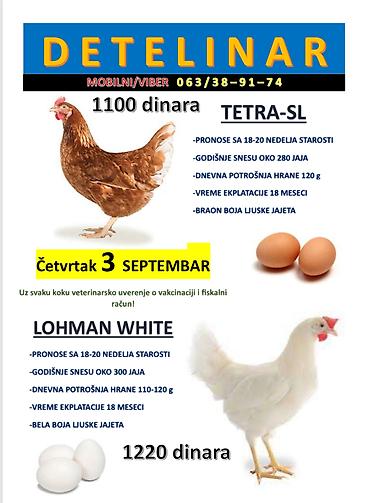 mini maltezer slike: Prodaja nosilja – hibridi TETRA‑SL i LOHMAN WHITE TETRA‑SL - Počinju — 1