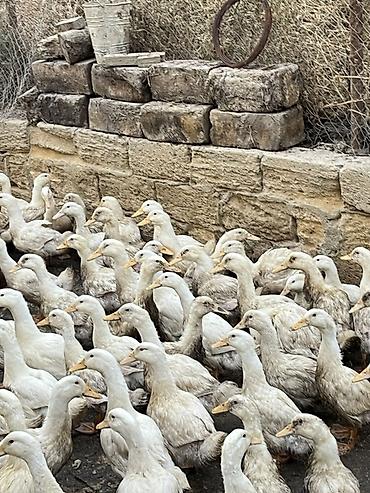 baliq toru: Məhsul: Ördəklər (sürülü satış) Təsvir: - Ağ və açıq-krem rəng — 1