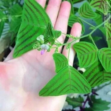 Semena i sadnice: Cena 650din 10 semenki — 2