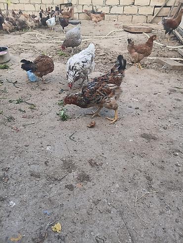 Bildirçinlər: Toyuq, Damazlıq, Ünvandan götürmə, Ödənişli çatdırılma — 2