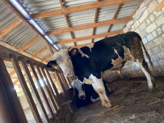 Inəklər, öküzlər: Erkək, il: 1, 170 kq, Ətlik, Ünvandan götürmə -da lalafo.az — 12 Inəklər, öküzlər: Erkək, il: 1, 170 kq, Ətlik, Ünvandan götürmə — 12