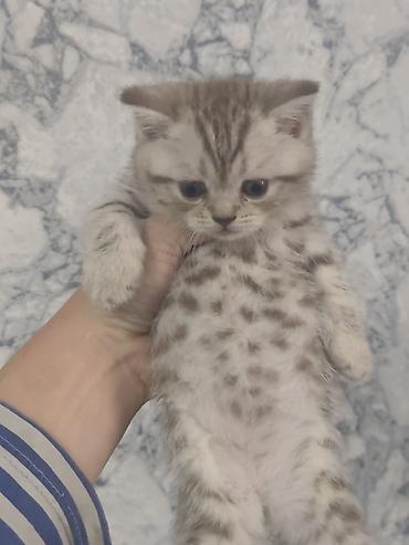 отдам кошку в добрые руки: Шотландские котята, окрасы: серебристый табби/мрамор. Плюшёвая густая — 4
