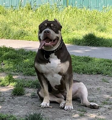 Psi: Vrhunski štenci American Bully XL dostupni za prodaju. Krvna linija na lalafo.rs — 2 Psi: Vrhunski štenci American Bully XL dostupni za prodaju. Krvna linija — 2