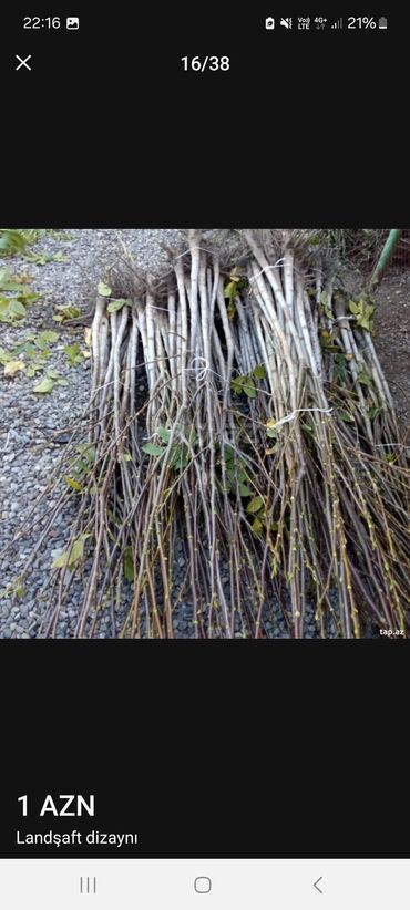 Landşaft işləri: Məhsul/xidmət: Landşaft dizaynı və hazır qazon (rulet qazon) işləri — 11