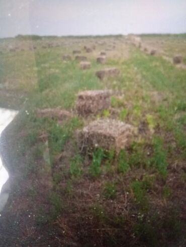 муравиная ферма: Сено в тюках (прямоугольные кипы). - Заготовка в полевых условиях