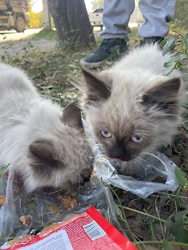 кошки свинкс: 🐱 Пушистые котята ищут новый дом! Нашли двух красивых котят — сестра — 7
