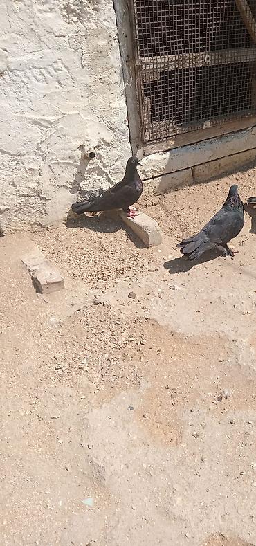 quşlar göyərçin: Salam bir cut qara satilir sabab qara saxlamiram — 1