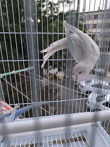 продажа домашних животных: Срочно срочно продаю попугай карелла и волнистый — 5