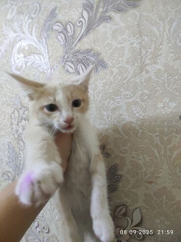 котенка в добрые руки: Кошка даром: Беспородная, 4 месяца, Мальчик, Приучена к лотку