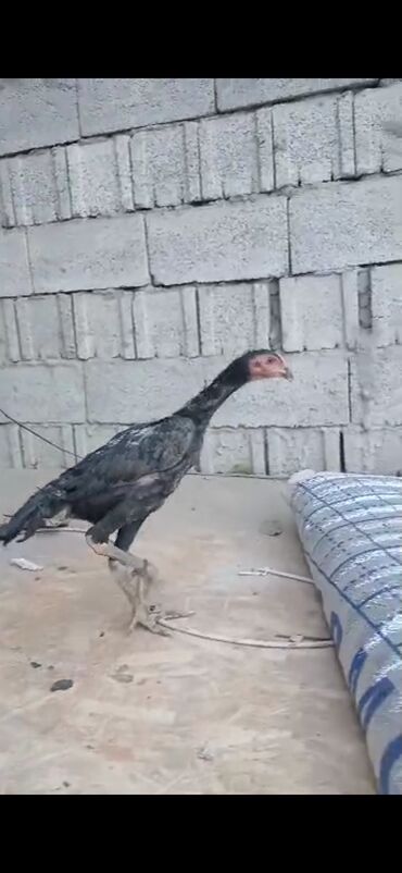 породистые козы: Продаю | Куры | Бойцовая | Для разведения