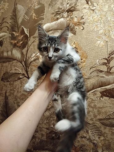 отдам даром котенка бишкек: 5 месяцев, Девочка, Приучена к лотку — 1