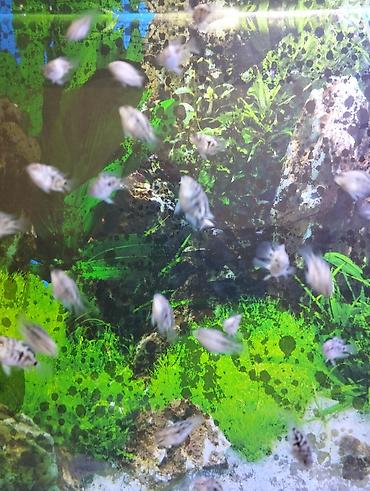 neon balığı: Dördbucaq akvarium, Balıqlarla birlikdə, 35 l — 3