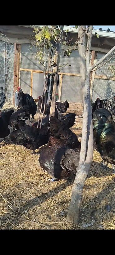 Digər quşlar: Alman cinsi australorp cücə və yumurta sifarişi qəbul olunur. bütün — 5