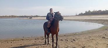 Айыл-чарба жаныбарлары: Сатам | Тай | Ат спорту | Асыл тукумдуу — 2