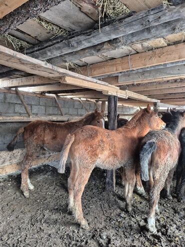 Лошади, кони: Продаю | Жеребенок | Для разведения | Племенные — 5