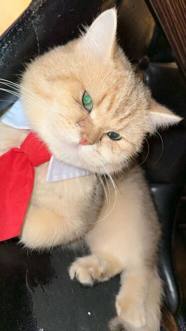 pişik satisi 2020: Erkek Gold sinsilla 8 ayliq tam baximli peyvendli baladir. Isle