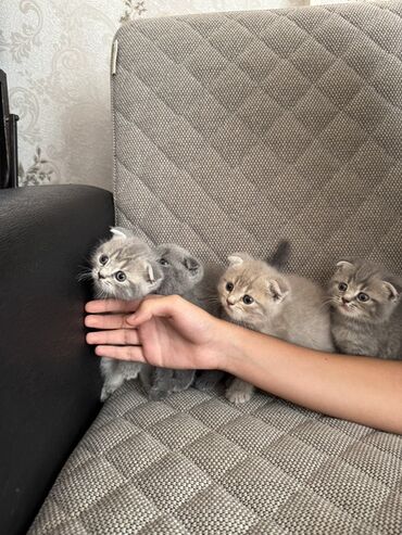 it pişik: Шотладская вислоухая, Самец, Самка