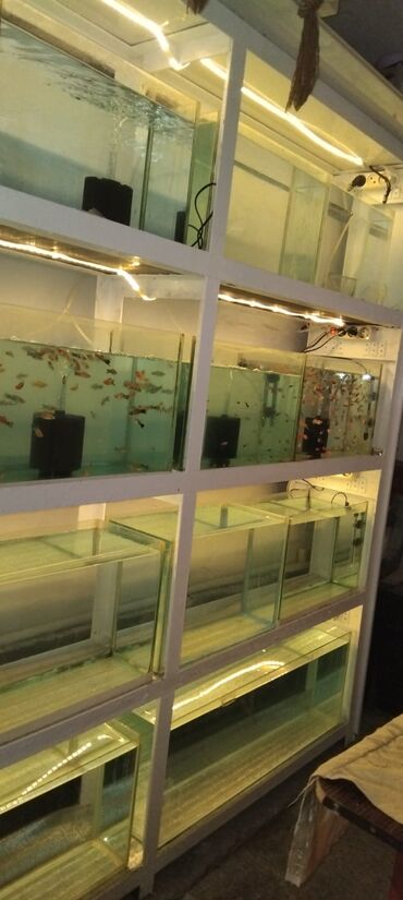 Akvariumlar: Dördbucaq akvarium, Balıqlarla birlikdə, 16 l, Ünvandan götürmə — 4